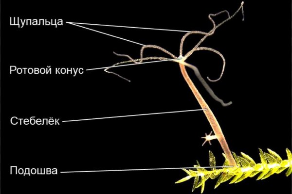 Кракен интернет площадка